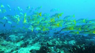 Faafu Filitheyo утренний пасс и рыбалка троллингом вдоль побережья