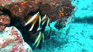 Faafu Filitheyo утренний пасс и рыбалка троллингом вдоль побережья