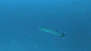 Faafu Filitheyo утренний пасс и рыбалка троллингом вдоль побережья