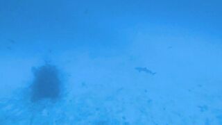 Faafu Filitheyo утренний пасс и рыбалка троллингом вдоль побережья