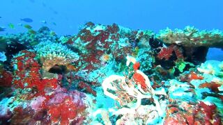 Faafu Filitheyo утренний пасс и рыбалка троллингом вдоль побережья