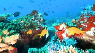 Faafu Filitheyo утренний пасс и рыбалка троллингом вдоль побережья