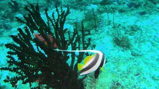 Faafu Filitheyo утренний пасс и рыбалка троллингом вдоль побережья