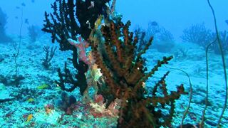 Faafu Filitheyo утренний пасс и рыбалка троллингом вдоль побережья