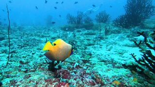 Faafu Filitheyo утренний пасс и рыбалка троллингом вдоль побережья