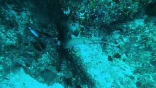 Faafu Filitheyo утренний пасс и рыбалка троллингом вдоль побережья