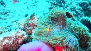 Faafu Filitheyo утренний пасс и рыбалка троллингом вдоль побережья