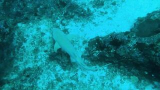 Faafu Filitheyo утренний пасс и рыбалка троллингом вдоль побережья