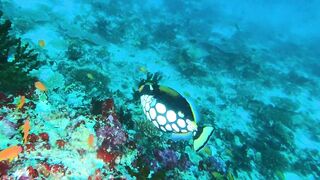 Faafu Filitheyo утренний пасс и рыбалка троллингом вдоль побережья