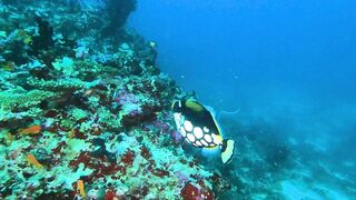 Faafu Filitheyo утренний пасс и рыбалка троллингом вдоль побережья