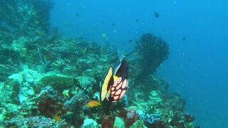 Faafu Filitheyo утренний пасс и рыбалка троллингом вдоль побережья