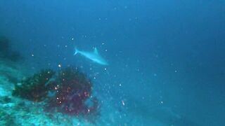 Faafu Filitheyo утренний пасс и рыбалка троллингом вдоль побережья