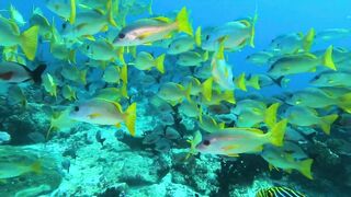 Faafu Filitheyo утренний пасс и рыбалка троллингом вдоль побережья