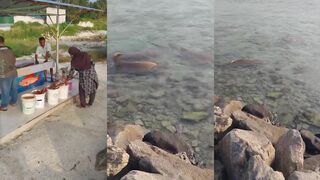 Faafu Bilehdoo 19.02.2023 акула у берега, стоит ли менять снасти?