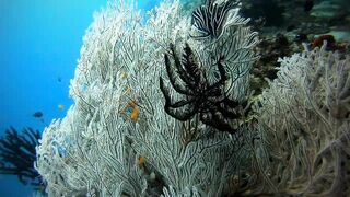 Faafu Nilandhoo после дайва куда на рыбалку идти пешком по берегу?