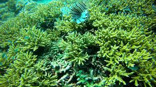 Faafu Nilandhoo после дайва куда на рыбалку идти пешком по берегу?