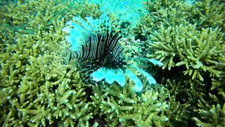 Faafu Nilandhoo после дайва куда на рыбалку идти пешком по берегу?