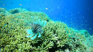 Faafu Nilandhoo после дайва куда на рыбалку идти пешком по берегу?