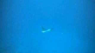 Faafu Nilandhoo после дайва куда на рыбалку идти пешком по берегу?