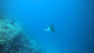 Faafu Nilandhoo после дайва куда на рыбалку идти пешком по берегу?