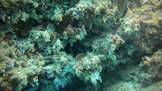 Faafu Nilandhoo после дайва куда на рыбалку идти пешком по берегу?