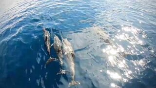 Faafu Nilandhoo после дайва куда на рыбалку идти пешком по берегу?