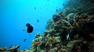 Faafu Nilandhoo после дайва куда на рыбалку идти пешком по берегу?