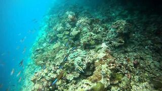 Faafu Nilandhoo после дайва куда на рыбалку идти пешком по берегу?