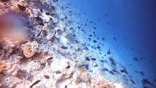 Faafu Nilandhoo после дайвинга морская рыбалка в тихой протоке возможна?