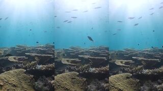 Meemu Atoll Hakura Thila рифовая полка течение и стоит ли спиннинг