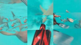 Meemu Atoll: сноркл с nurse и reef sharks весной 2025