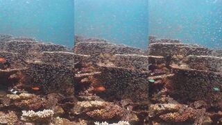 Meemu Atoll: стая над рифом и стеклянная вода для снорка