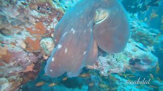 Meemu Atoll течения по графику и рыбалка на вечерней смене ветра