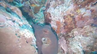 Meemu Atoll течения по графику и рыбалка на вечерней смене ветра