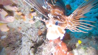 Meemu Atoll течения по графику и рыбалка на вечерней смене ветра