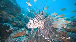 Meemu Atoll течения по графику и рыбалка на вечерней смене ветра