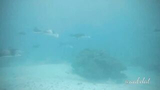 Meemu Atoll течения по графику и рыбалка на вечерней смене ветра