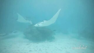 Meemu Atoll течения по графику и рыбалка на вечерней смене ветра