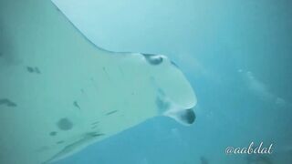 Meemu Atoll течения по графику и рыбалка на вечерней смене ветра