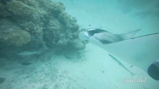 Meemu Atoll течения по графику и рыбалка на вечерней смене ветра