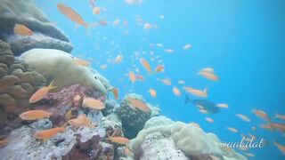 Meemu Atoll течения по графику и рыбалка на вечерней смене ветра