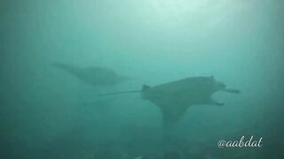 Meemu Atoll течения по графику и рыбалка на вечерней смене ветра