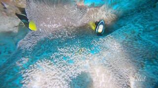 Meemu Atoll течения по графику и рыбалка на вечерней смене ветра