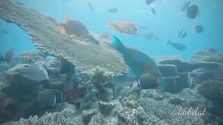 Meemu Atoll течения по графику и рыбалка на вечерней смене ветра