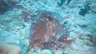 Meemu Atoll течения по графику и рыбалка на вечерней смене ветра