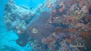 Meemu Atoll течения по графику и рыбалка на вечерней смене ветра