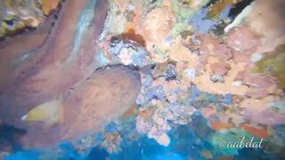 Meemu Atoll течения по графику и рыбалка на вечерней смене ветра