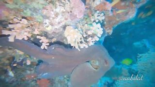 Meemu Atoll течения по графику и рыбалка на вечерней смене ветра