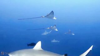 Meemu Atoll дневной штиль и морская рыбалка на границе лагуны