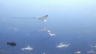 Meemu Atoll дневной штиль и морская рыбалка на границе лагуны